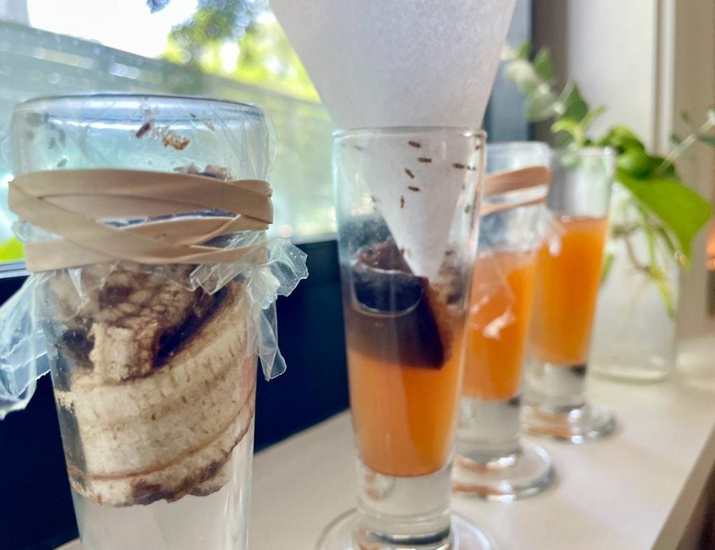 best-fruit-fly-diy-trap-line-up-1024x788-1 4 DIY Fruit Fly Traps Close Up