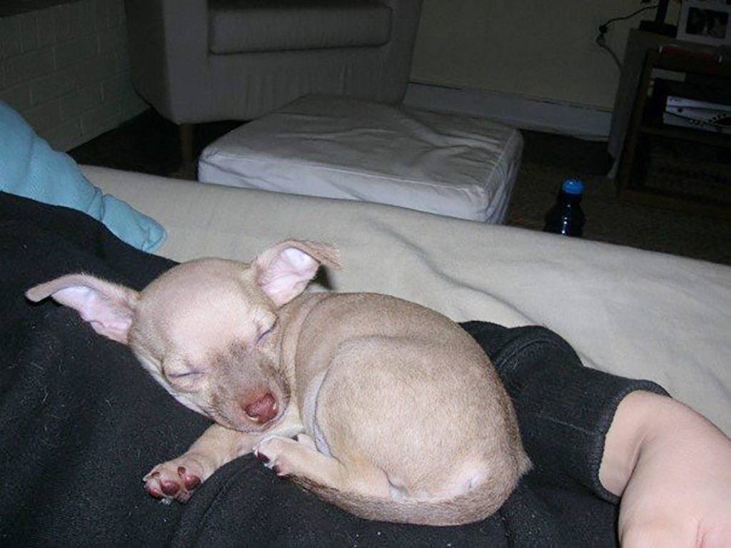 burger-baby-on-sherry-1024x768-1 Baby boy chihuahua curled up on Sherry