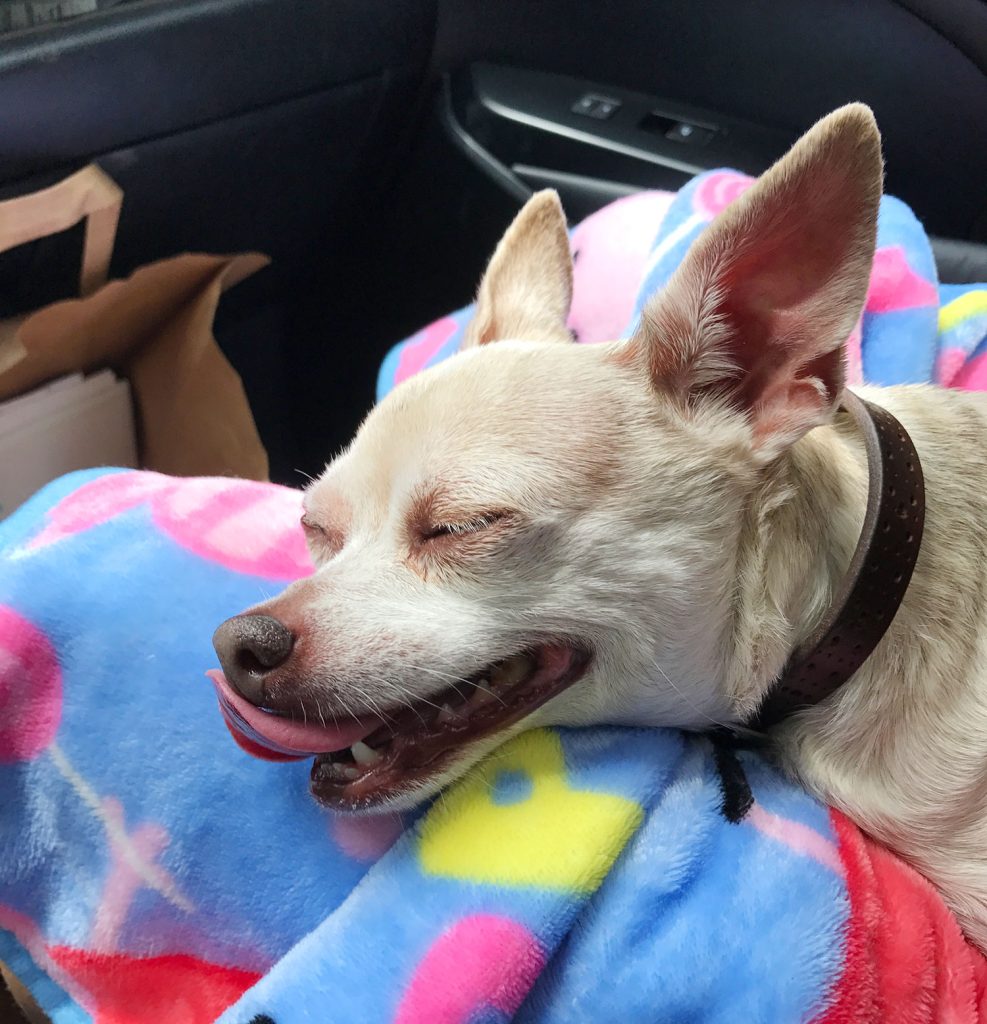 burger-dog-smiling-in-his-sleep-987x1024-1 Boy Dog Chihuahua Smile Panting In Sleep
