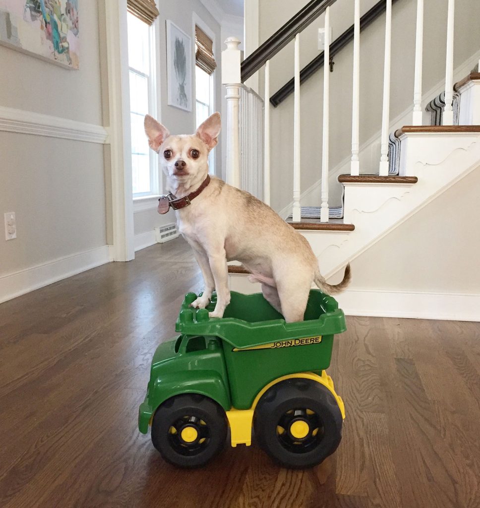 burger-dog-standing-in-truck-968x1024-1 Boy Dog Chihuahua Standing In Toy Truck