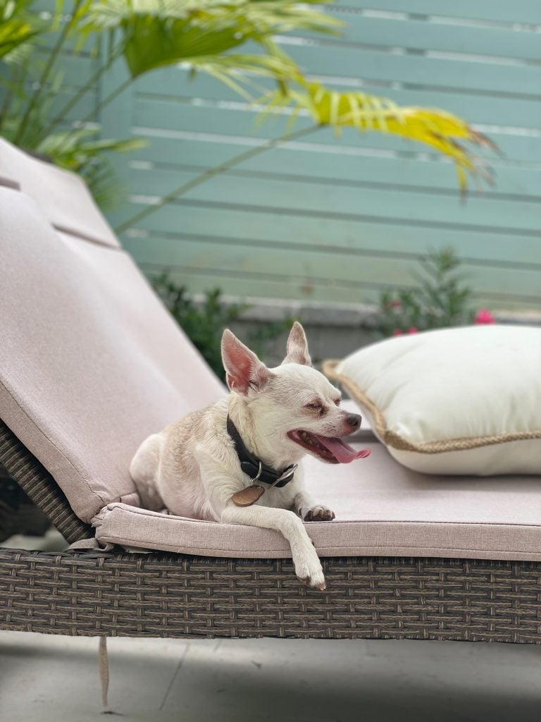 burger-out-by-pool-768x1024-1 Boy dog chihuahua sitting on pool lounger under palm tree