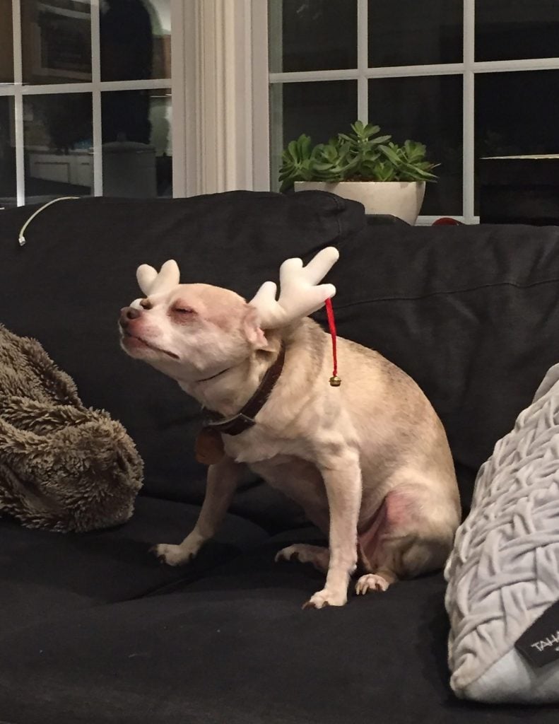 burger-reindeer-pic-791x1024-1 Boy dog chihuahua dressed in reindeer antlers for christmas