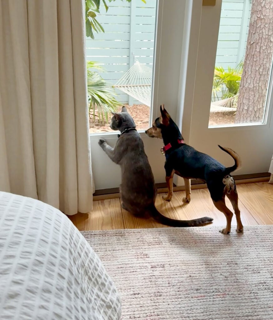 cat-and-dog-looking-out-window-875x1024-1 Cat And Dog Looking Out Window Together