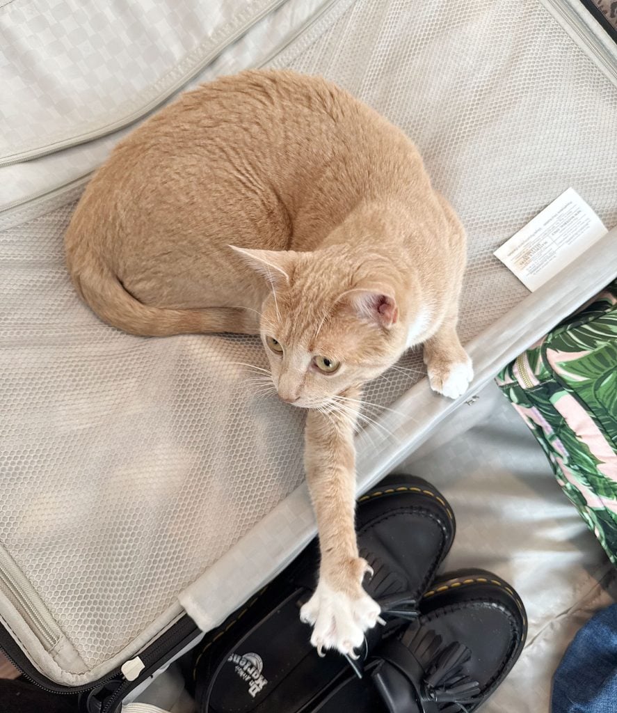 cat-stretching-reaching-for-shoe-887x1024-1 Orange Boy Cat Stretching On Suitcase