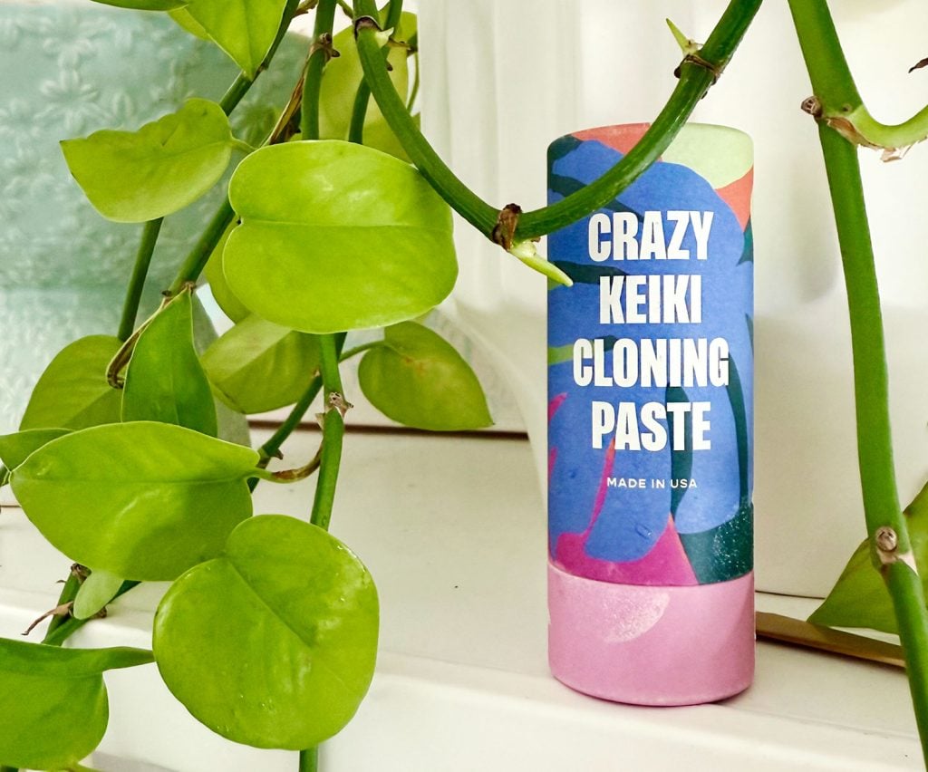 crazy-keiki-cloning-paste-package-1024x852-1 Container Of Crazy Keiki Cloning Paste By Southside Plants