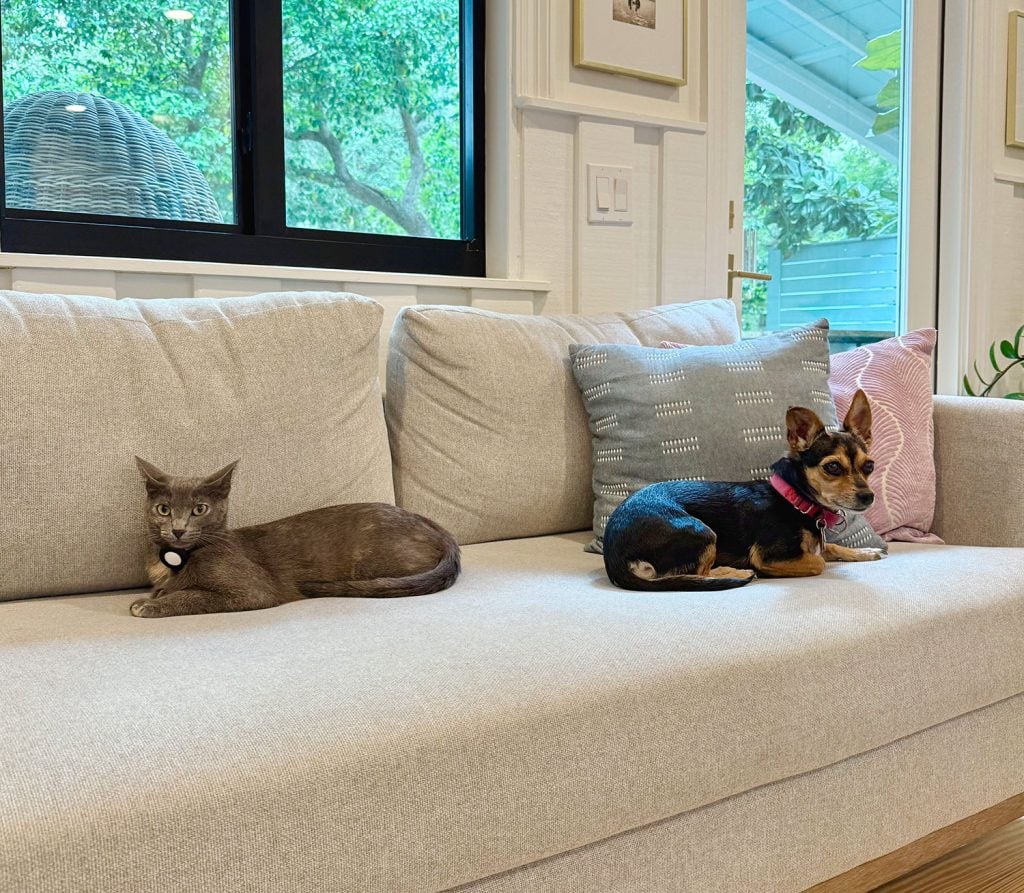 dog-and-cat-sitting-on-couch-together-1024x893-1 Gray Cat and Chihuahua Sitting On Couch Together