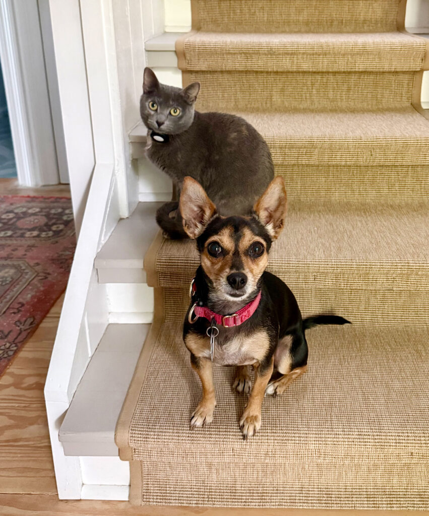 dog-and-cat-sitting-together-851x1024-1 Gray cat and chihuahua mix dog next to each other on steps