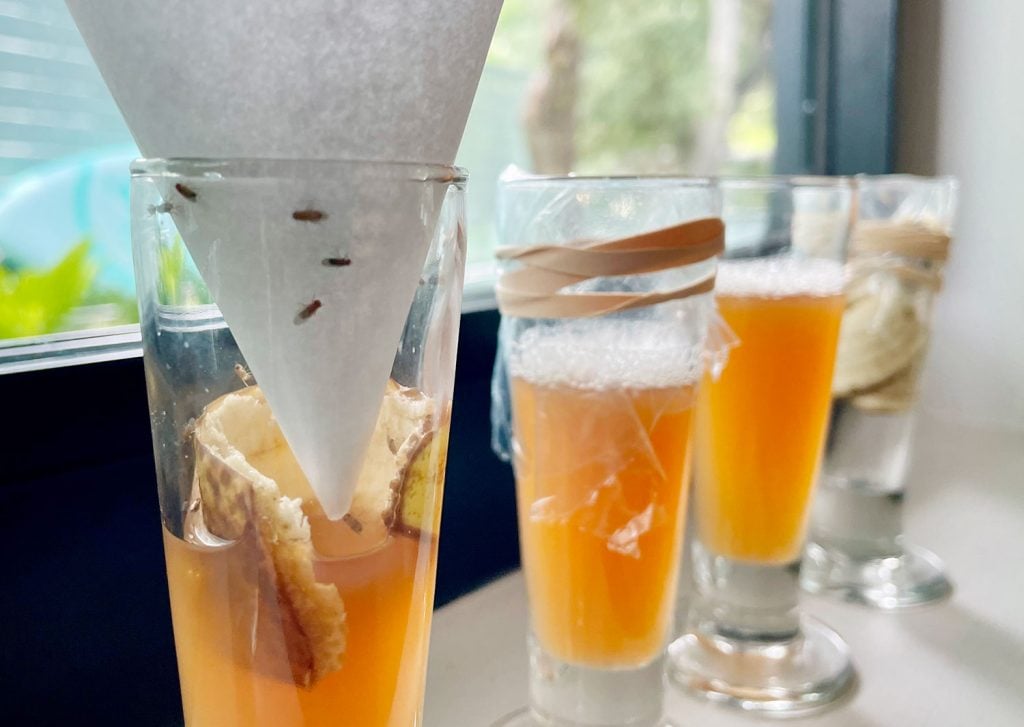 fruit-flies-trapped-in-funnel-trap-with-banana-1024x727-1 Fruit Flies Trapped In DIY Funnel Trap Method