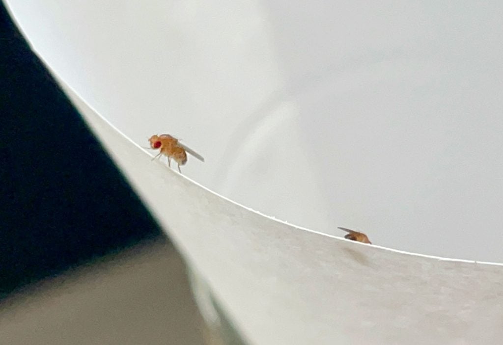 fruit-fly-close-up-of-bug-1024x703-1 Close Up Of Fruit Fly On Paper Funnel