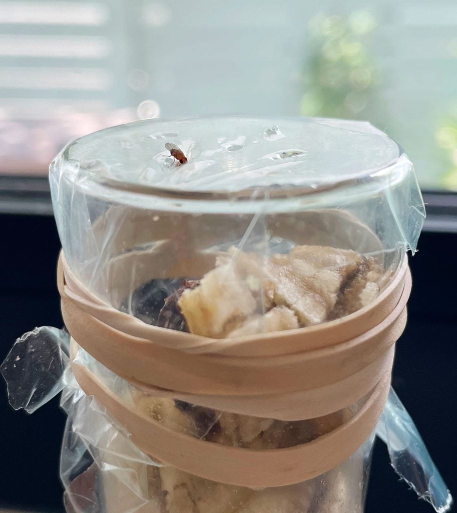 fruit-fly-going-into-plastic-wrap-trap-913x1024-1 Fruit Fly Entering Plastic Wrap On DIY Trap