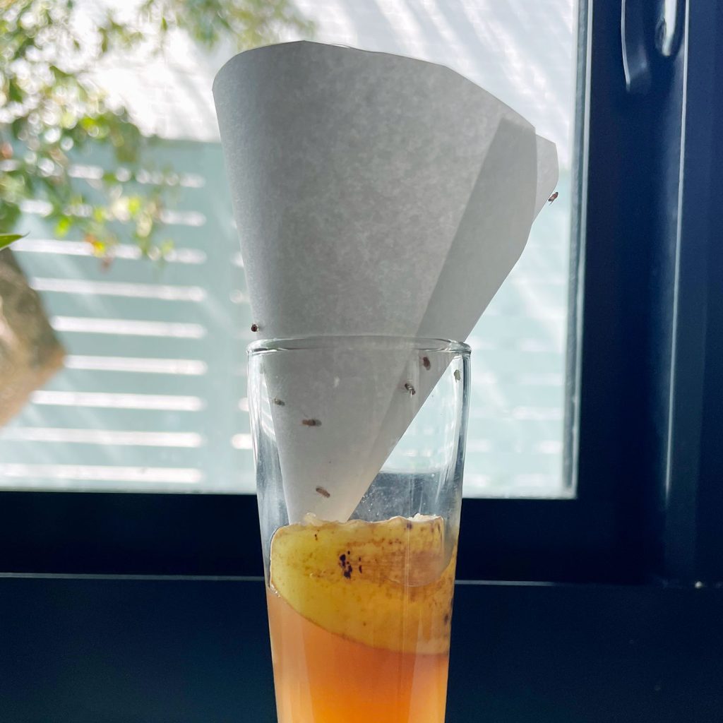 fruit-fly-trap-with-funnel-1024x1024-1 DIY Fruit Fly Trap With Paper Funnel