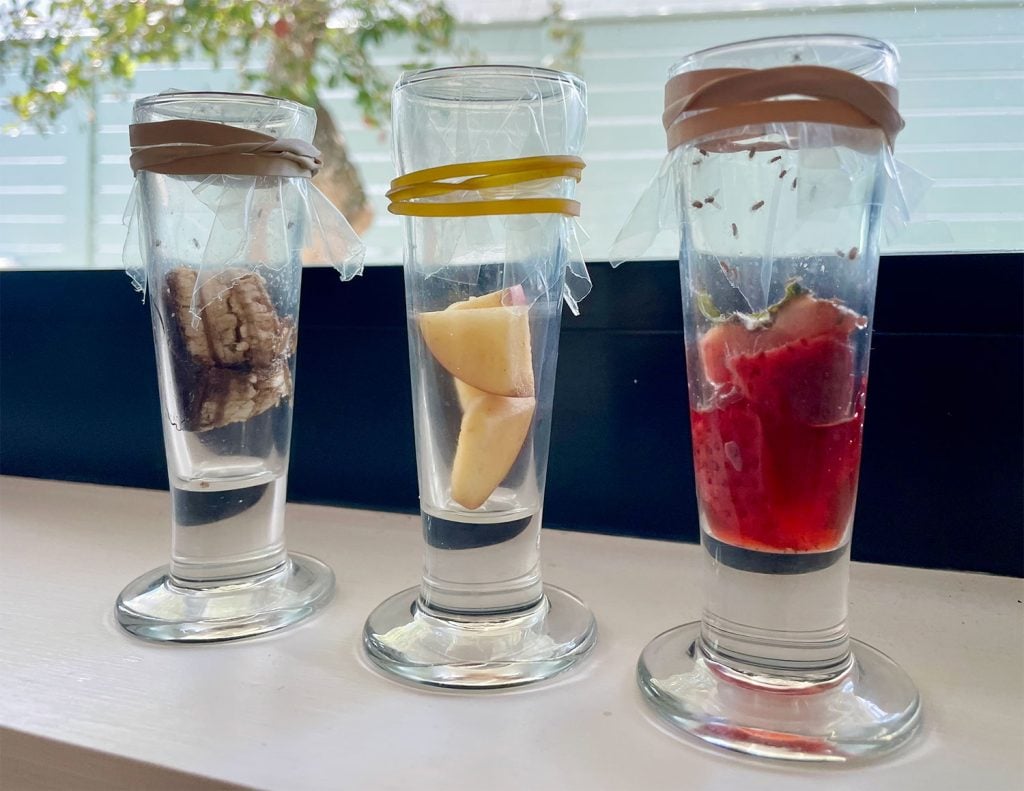 fruit-fly-traps-with-different-lures-1024x791-1 Fruit Fly Traps With Different Rotten Fruit Baits
