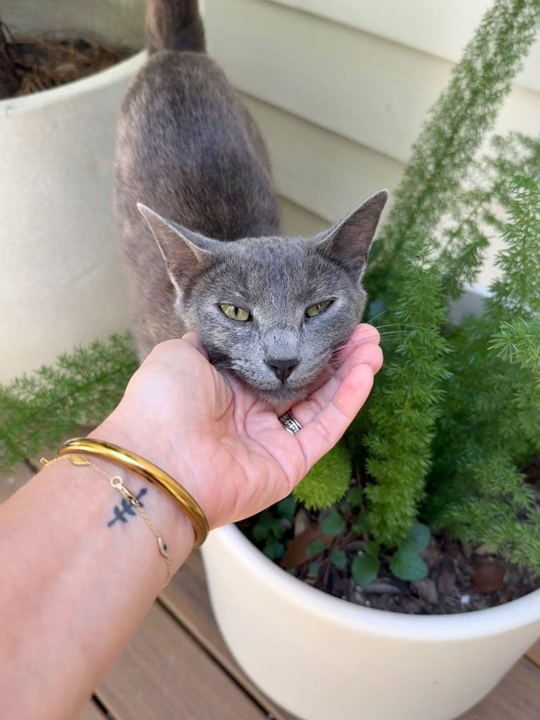 jenny-cat-outside-in-plant-768x1024-1 Sherry Putting Jenny Cat Outside Under Her Chin