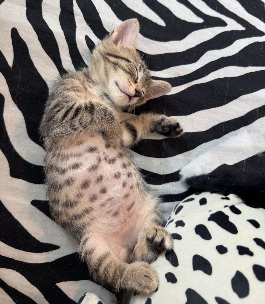 kitten-cat-laying-on-zebra-print-893x1024-1 Black and White Kitten Sleeping On Zebra Print