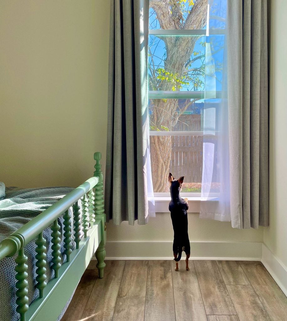 ocean-springs-airbnb-chihuahua-916x1024-1 Small Chihuahua Looking Outside Window In Airbnb In Ocean Springs Mississippi