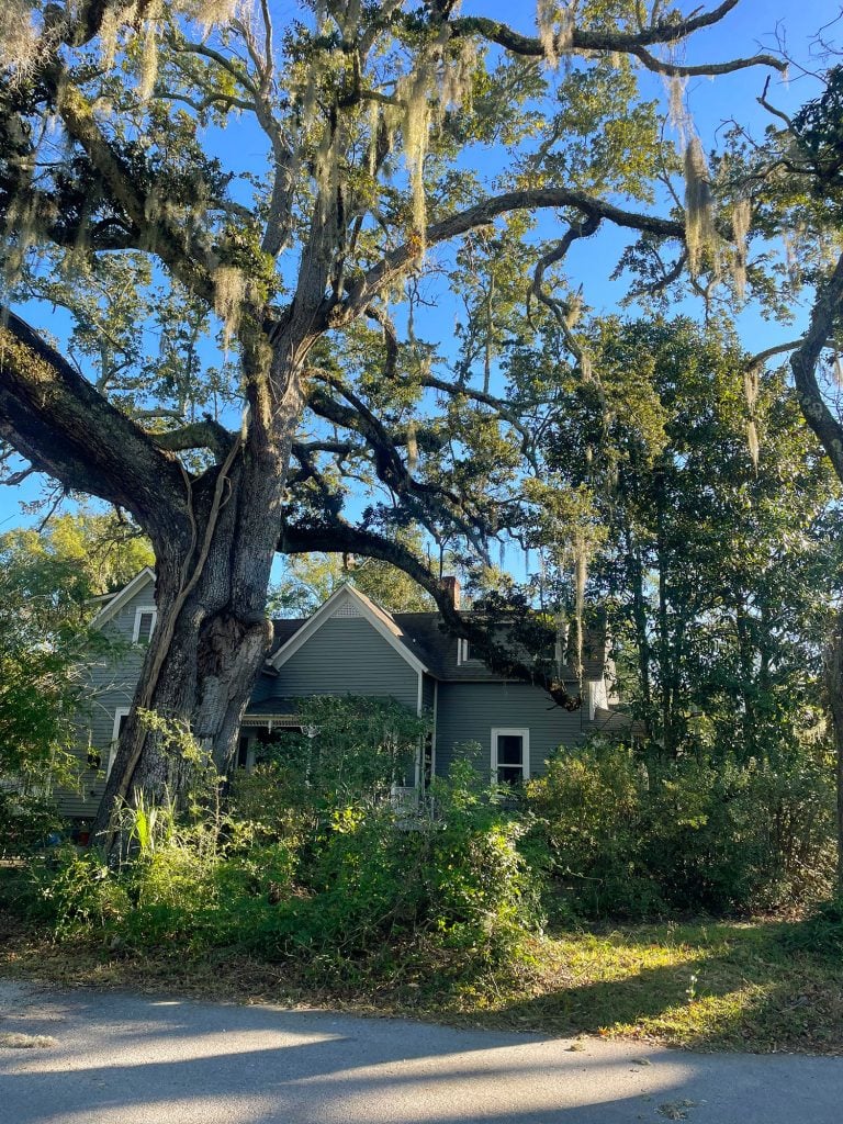 ocean-springs-moss-draped-oaks-768x1024-1 Home With Large Moss Draped Live Oak In Ocean Springs Mississippi
