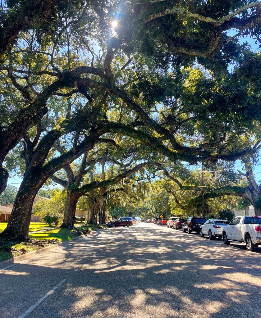 ocean-springs-tree-lined-streets-840x1024-1 Tree Lined Street In Ocean Springs Mississippi