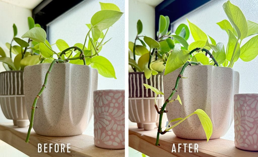 pothos-plant-before-after-keiki-paste-1024x623-1 Before And After Side by Side of Pothos Vine Treated With Keiki Paste