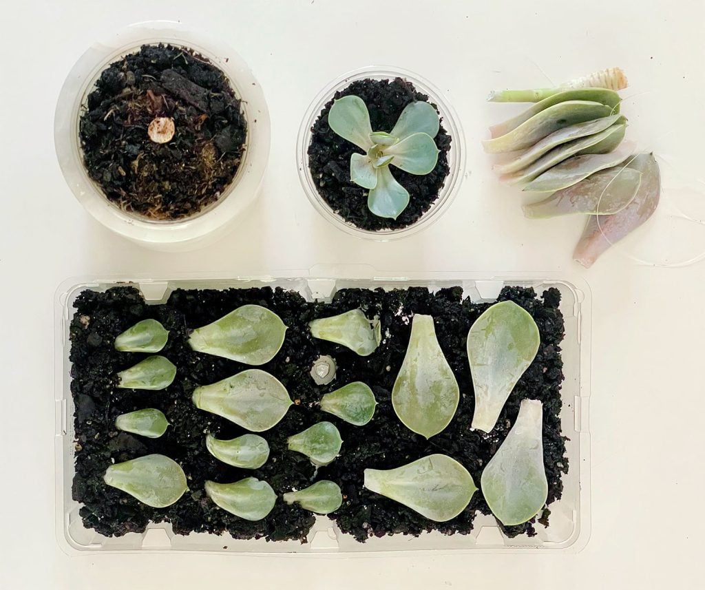propagate-succulent-4-methods-overhead-1024x857-1 Propagating A Succulent Pieces In Soil Roots Laying Tray and Dry Hanging