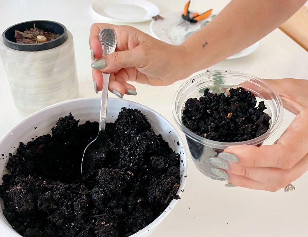 propagate-succulent-filling-nursery-pot-with-soil-1024x788-1 Filling Clear Nursery Pot With Cactus Mix Potting Soil