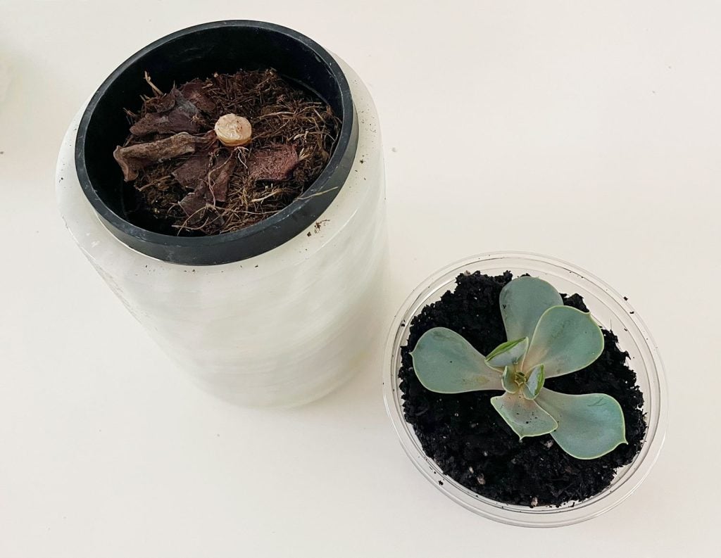 propagate-succulent-first-two-pots-1024x793-1 Head Of Propagated Succulent In New Pot
