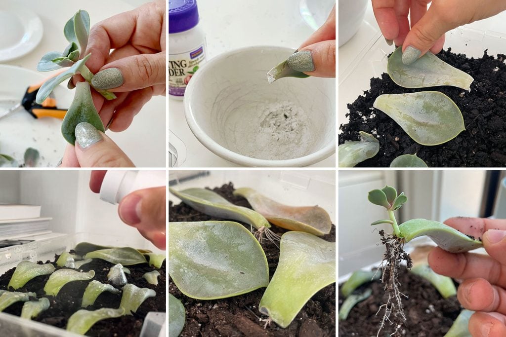 propagate-succulent-grid-of-steps-1024x683-1 Grid of Steps To Propagating A Succulent