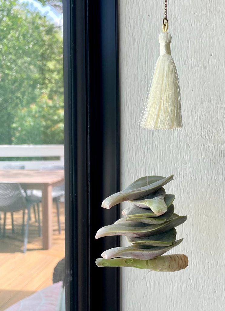 propagate-succulent-hanging-leaves-in-window-743x1024-1 Hanging Succulent Leaves Dry Propagating In Window
