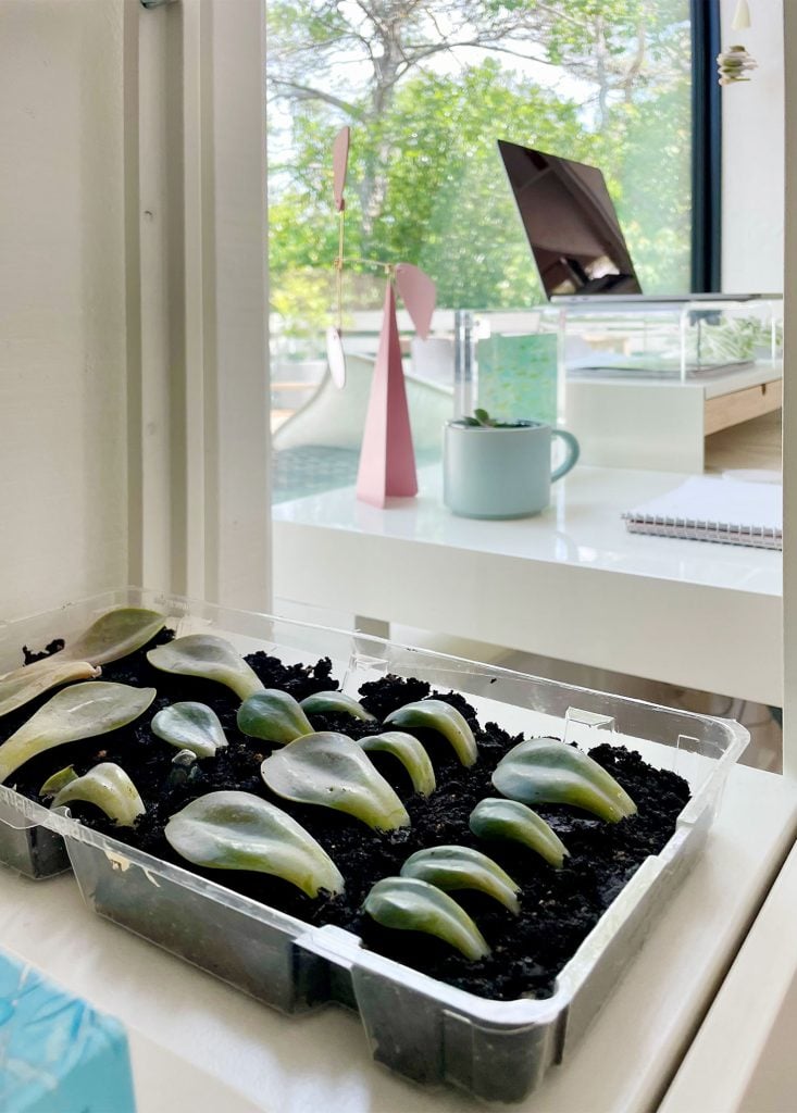 propagate-succulent-in-sunny-window-733x1024-1 Succulent Propagation Tray In Bright Indirect Sunlit Windowsill