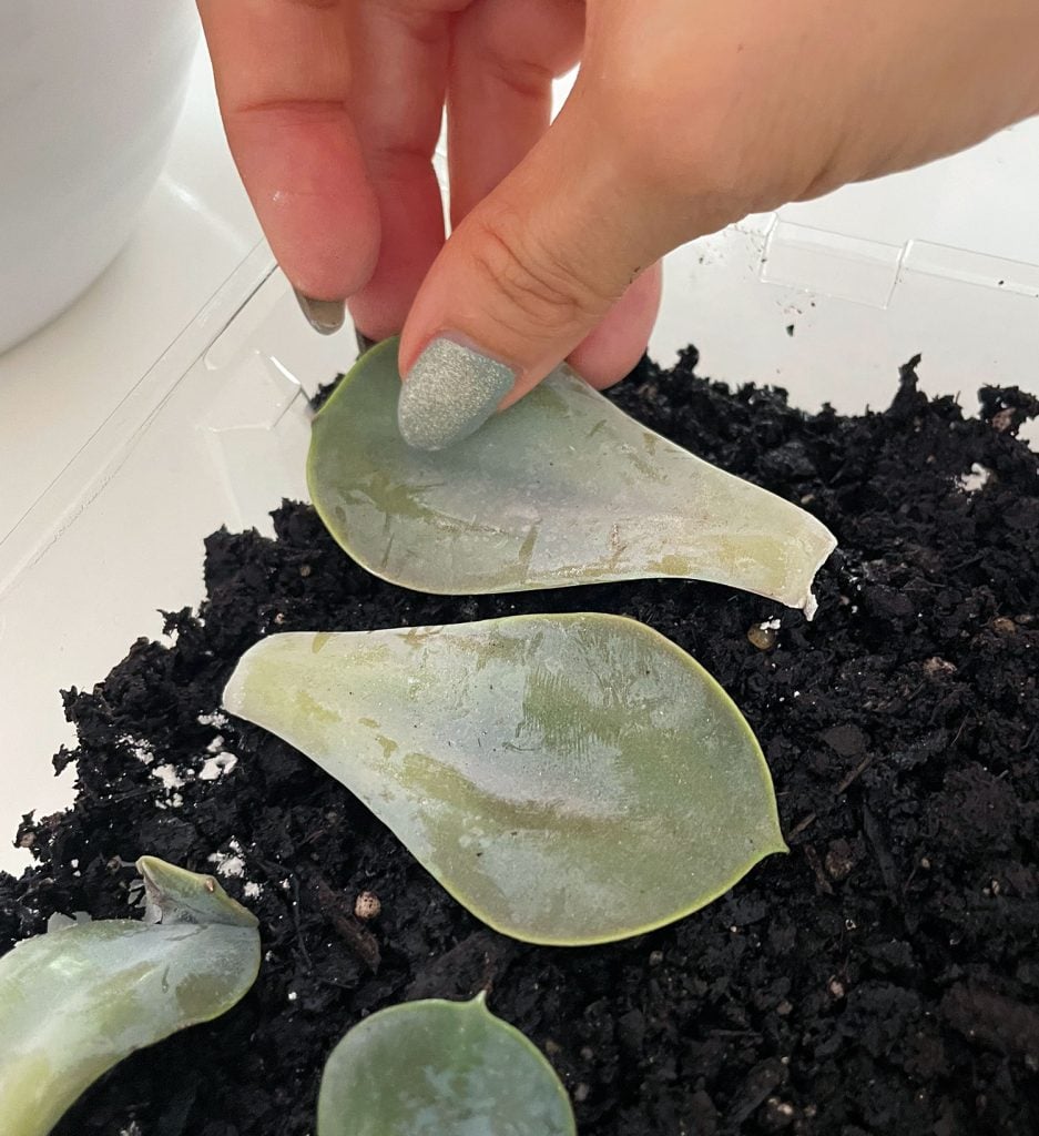 propagate-succulent-laying-on-soil-937x1024-1 Laying Succulent Leaf On Soil For Propagation