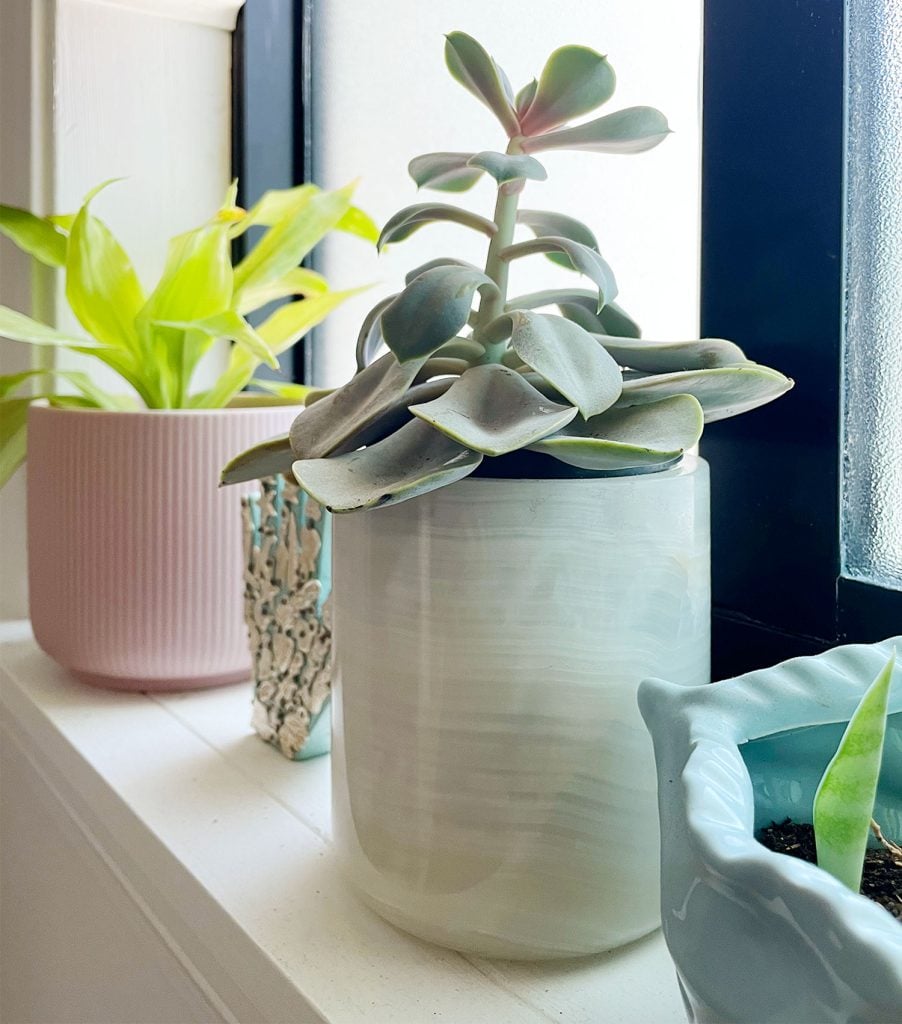 propagate-succulent-leggy-etiolated-before-902x1024-1 Succulent Plant In Windowsill with Leggy Etiolated Growth