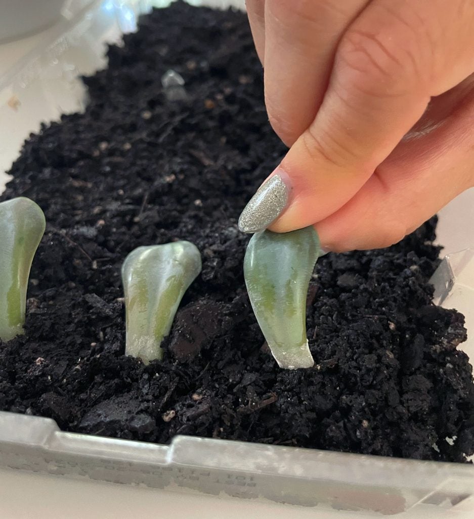 propagate-succulent-planting-in-soil-937x1024-1 Placing Succulent Leaf Into Soil For Propagation