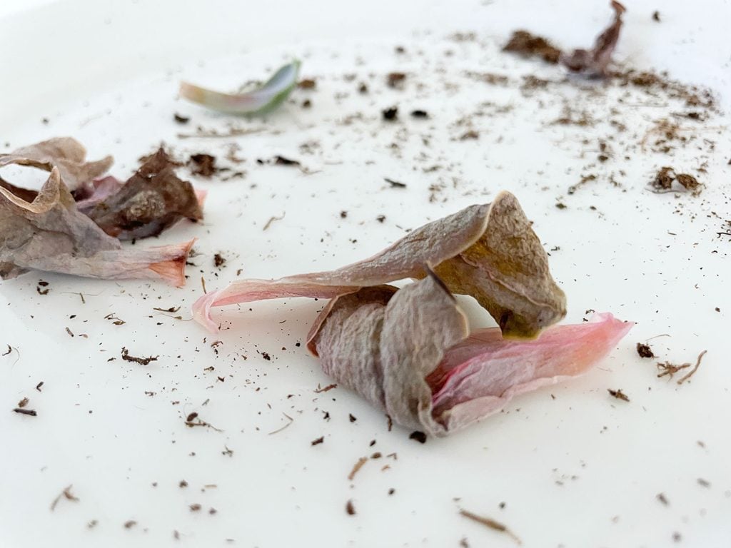 propagate-succulent-rotten-leaves-1024x768-1 Rotten Succulent Leaves