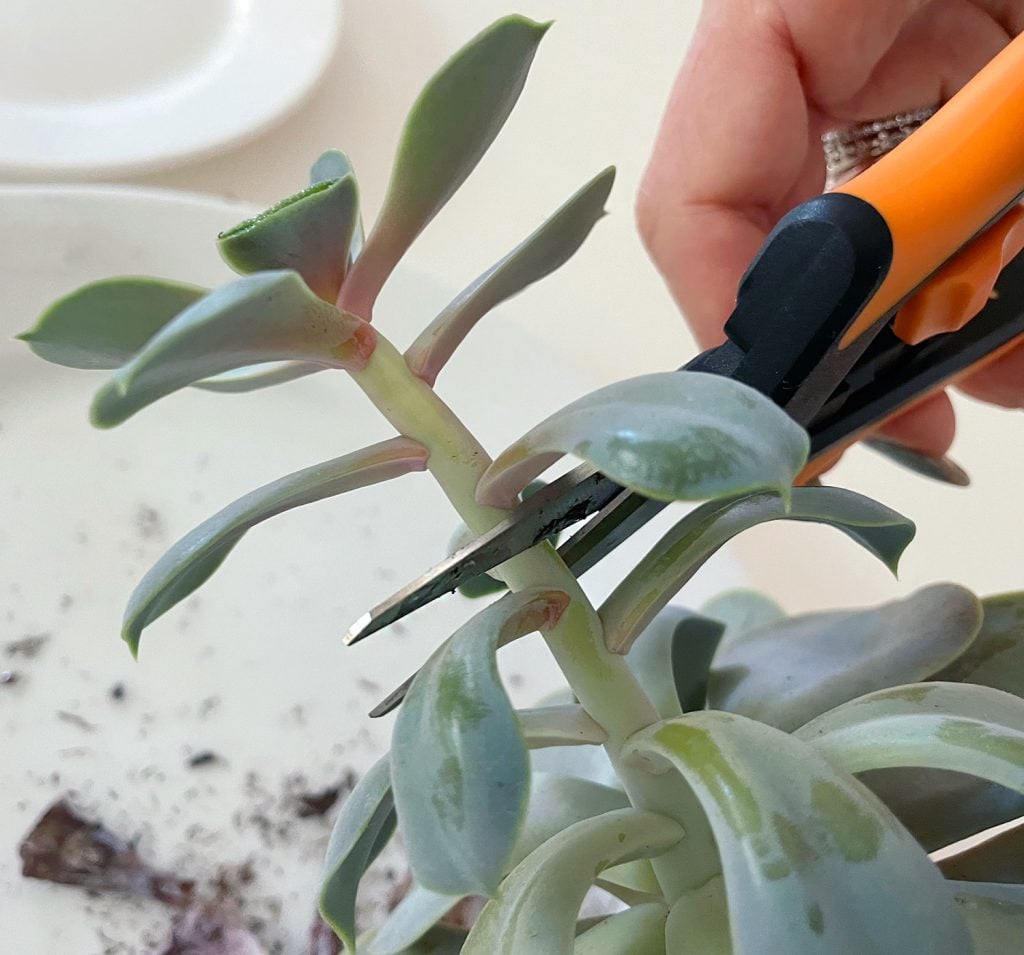 propagate-succulent-snipping-head-off-1024x955-1 Cutting Leggy Stem Of Succulent Plant With Pruning Snips