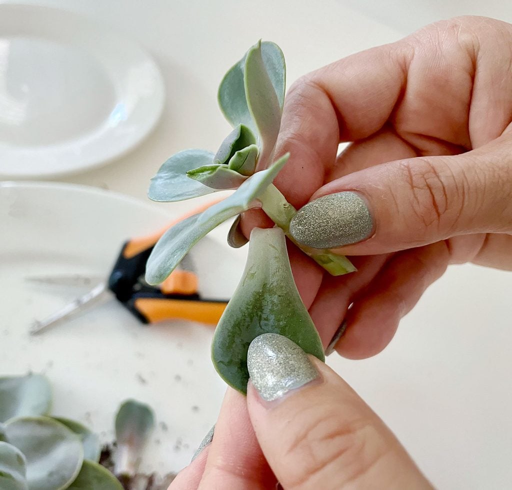 propagate-succulent-tearing-top-leaves-1024x981-1 Removing Succulent Leaves From Stem For Propagation