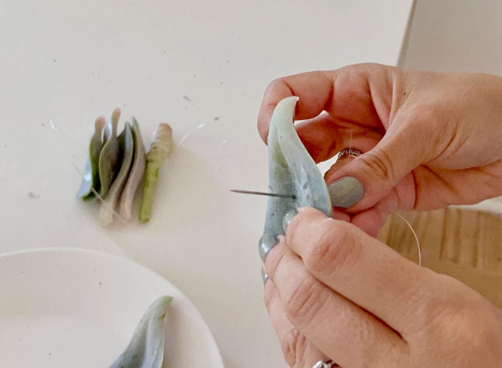 propagate-succulent-threading-leaf-with-wire-1024x751-1 Threading Needle Through Succulent Leaf For Hanging dry Propagation