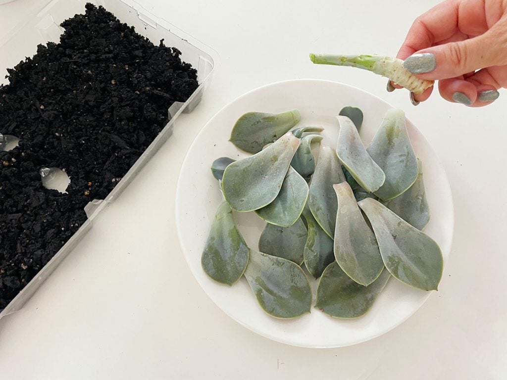 propagate-succulent-torn-leaves-with-stem-1024x768-1 Removed Succulent Leaves From Stem For Propagation