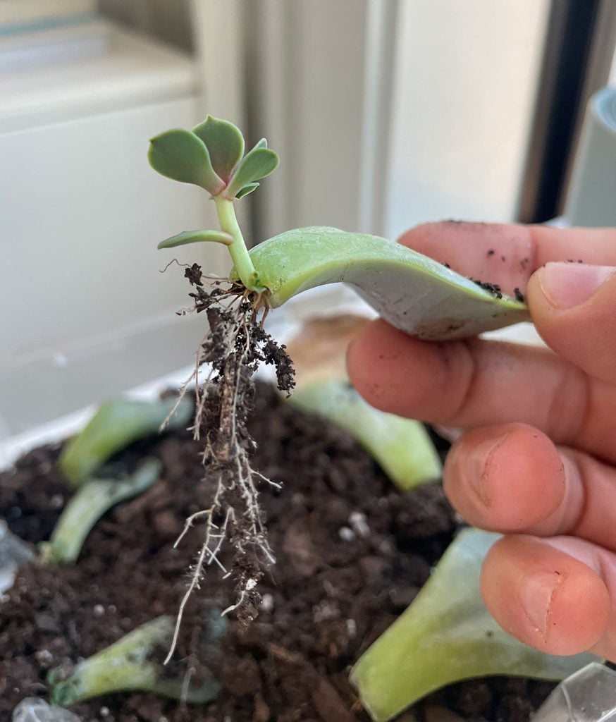 propgate-succulents-roots-lifted-874x1024-1 Proprogated Succulent Leaf Lifted From Soil To Show Roots