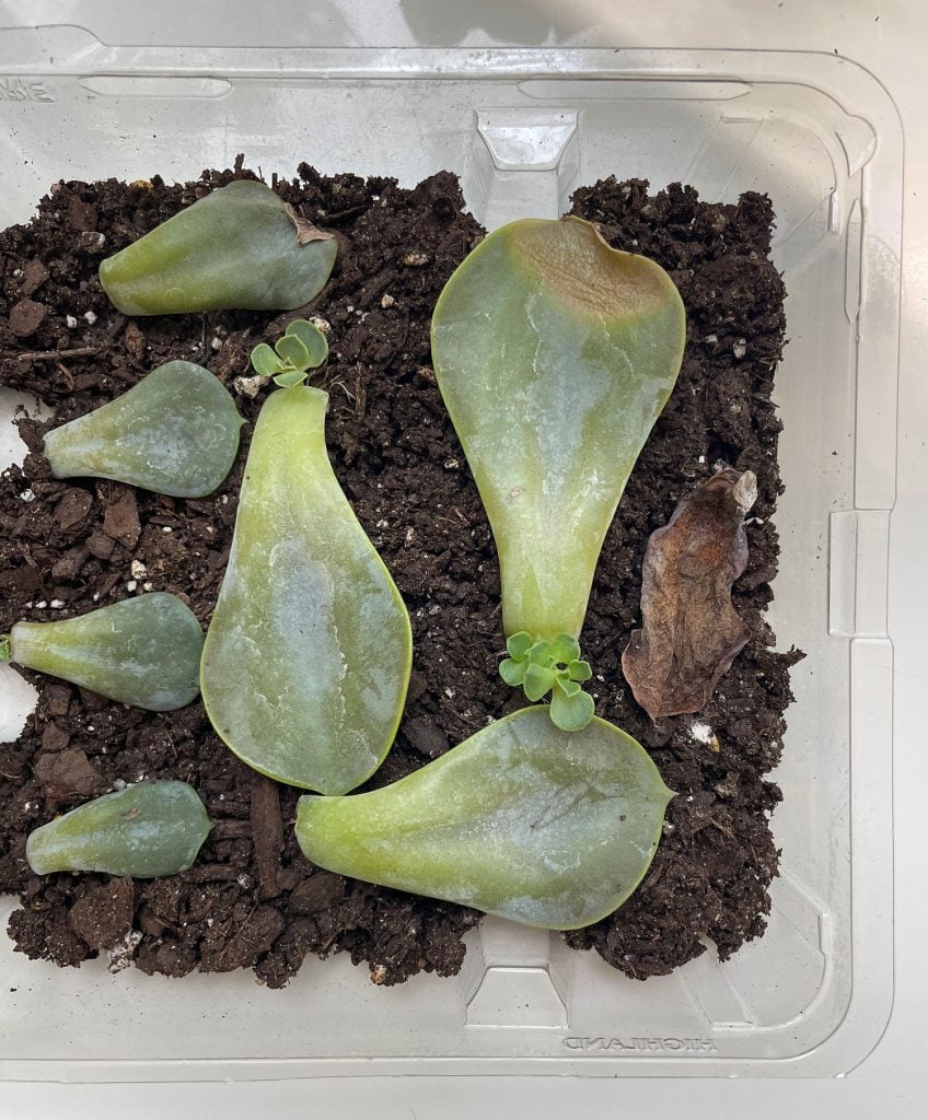 propogate-succulent-2-months-in-848x1024-1 New Pups Growing On Propagated Succulent Leaves
