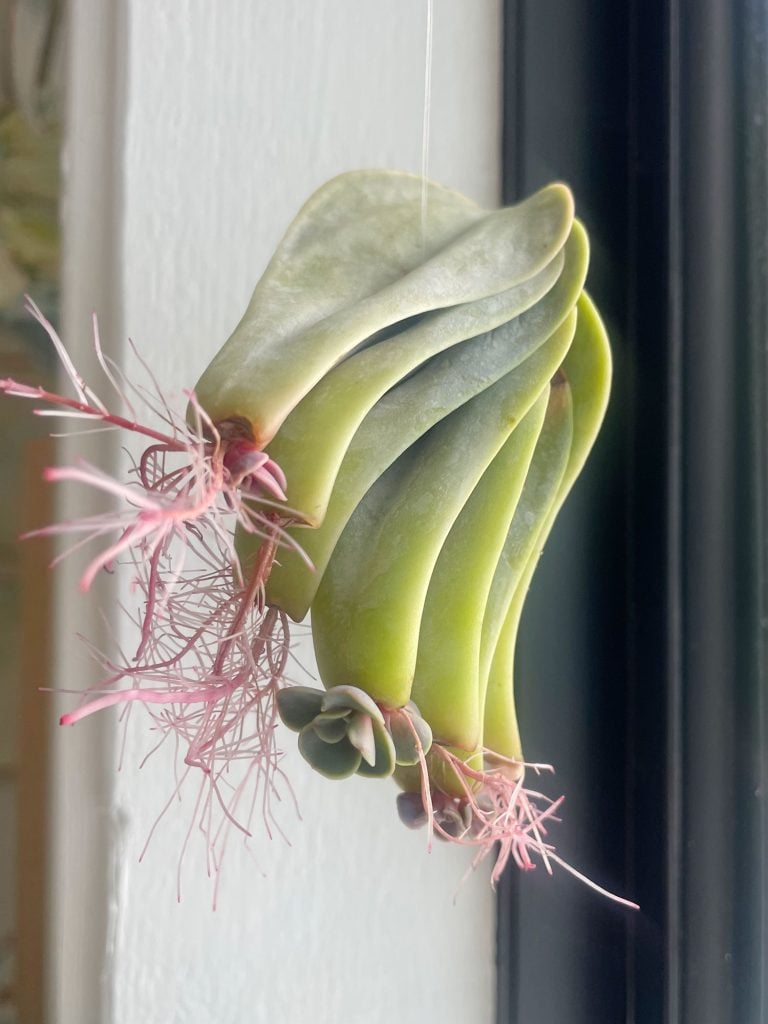 propogate-succulent-2-months-in-hanging-768x1024-1 Succulent roots an pups growing on hanging propagation station