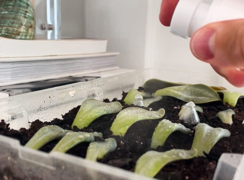 propogate-succulent-misting-with-waterjpg-1024x758-1 Misting Tray of Succulent Leaves For Propagation