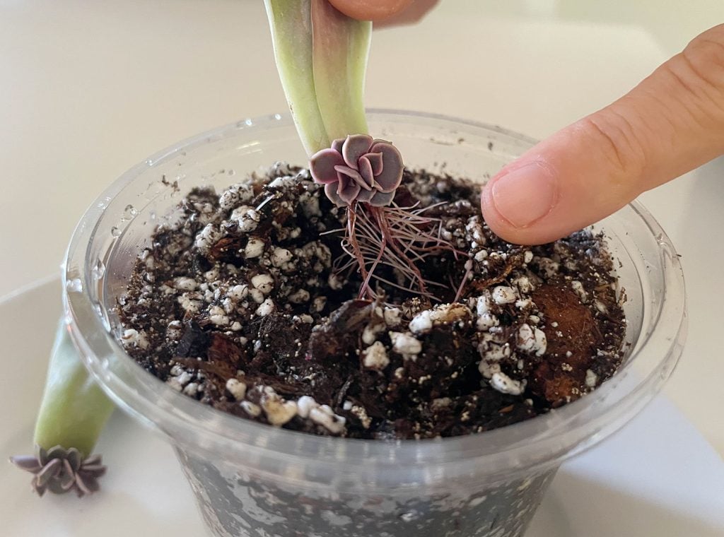 propogate-succulent-planting-in-new-soil-1024x760-1 Planting New Succulent Roots In Fresh Soil