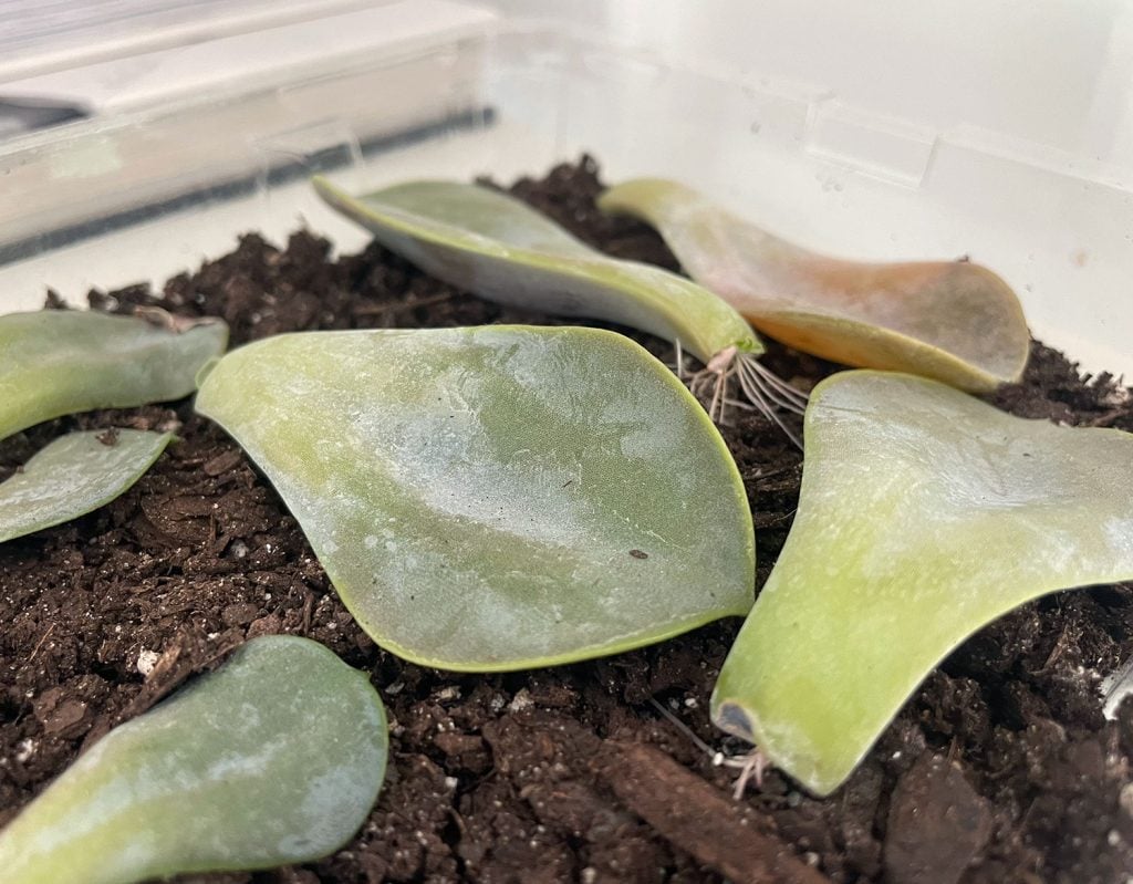 propogate-succulents-1-month-in-1024x799-1 Roots Growing On Propagated Succulent 1 Month In
