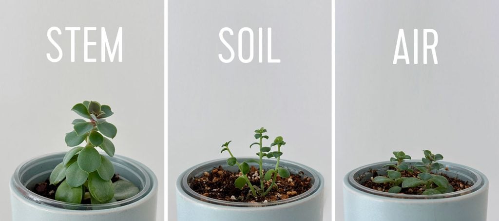 propogation-succulents-results-methods-1024x453-1 Results of Succulent Propagation Methods Side by Side
