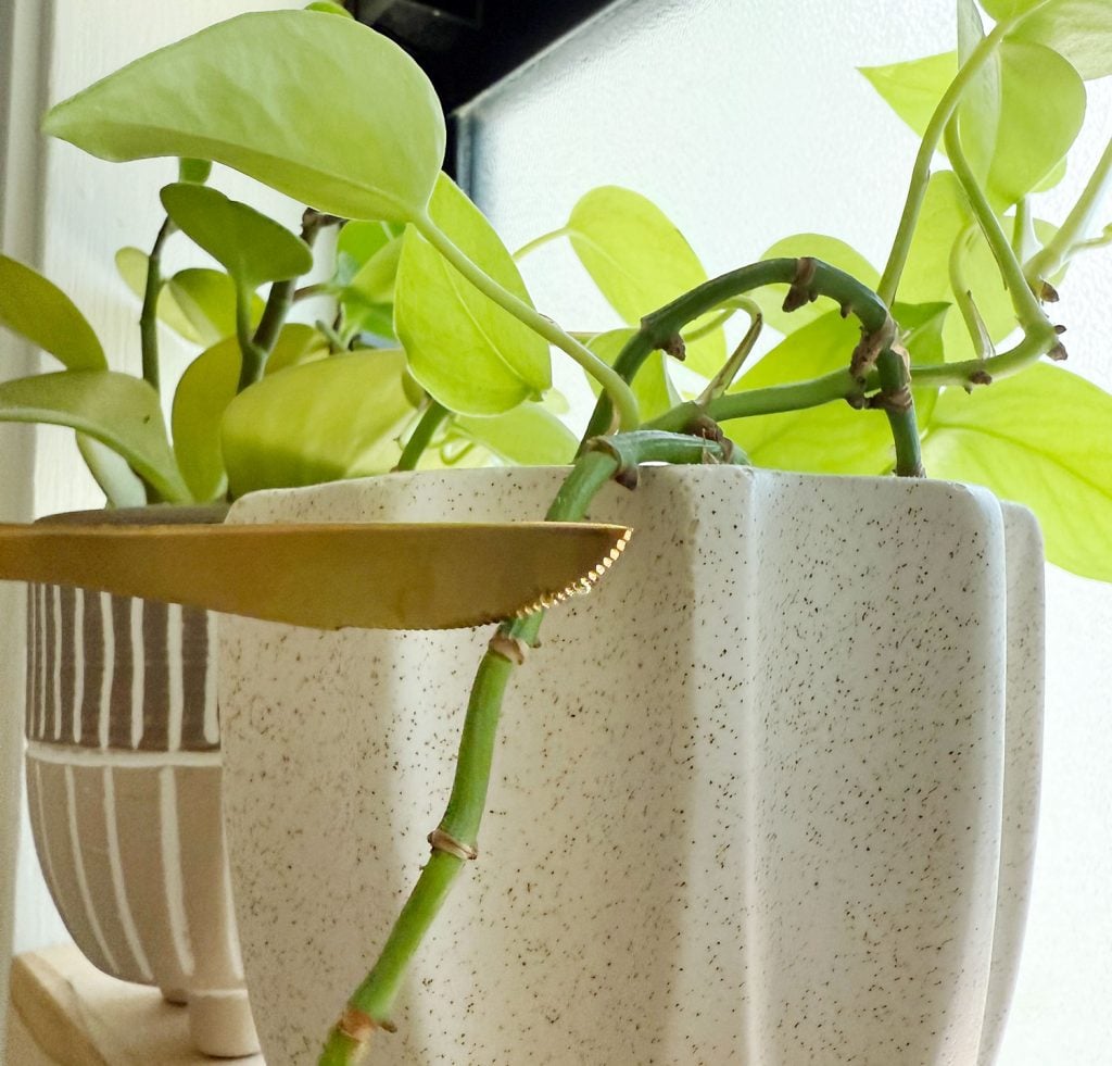 step-1-score-plant-node-1024x981-1 Scoring Pothos Plant Node With Kitchen Knife Before Applying Keiki Paste