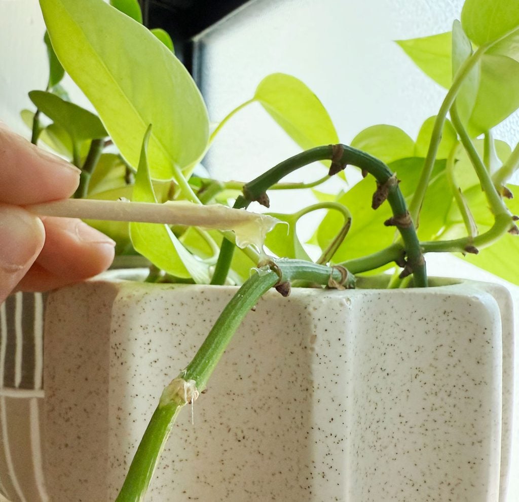 step-2-applying-keiki-paste-to-node-1024x989-1 Applying Small Dab of Keiki Paste With Toothpick to Pothos Node