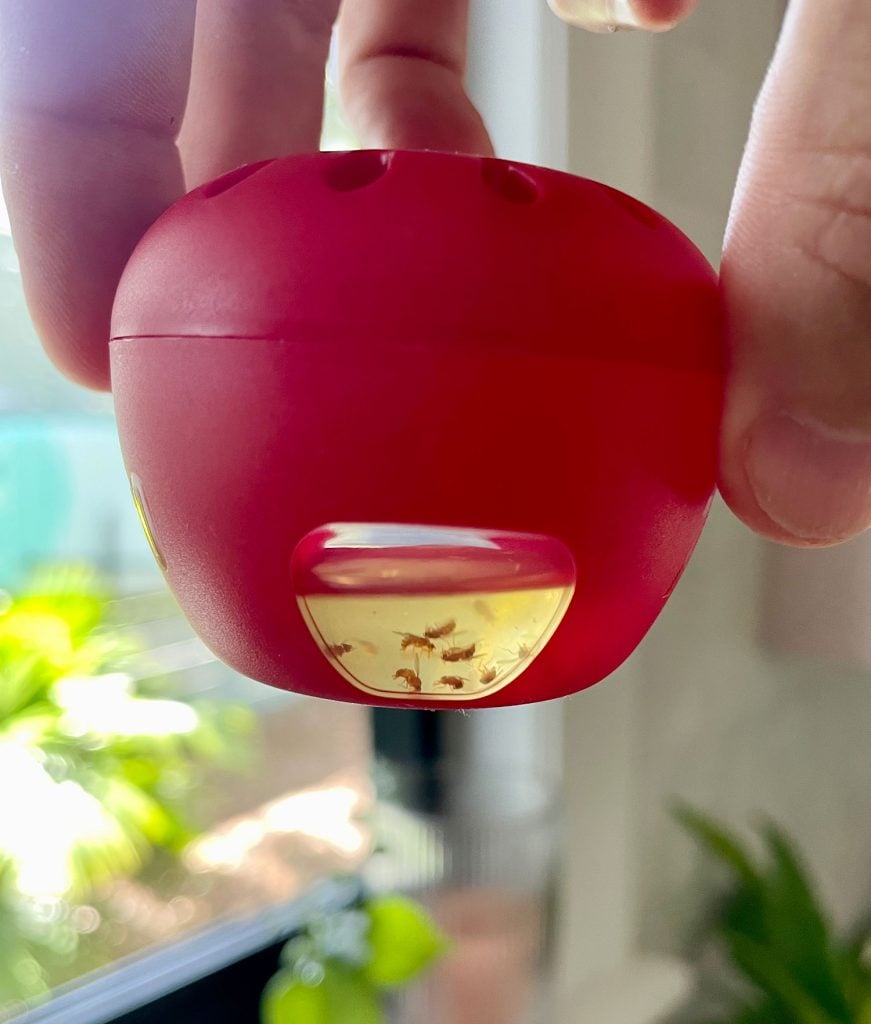 terro-fruit-fly-trap-with-dead-flies-871x1024-1 Terro Fruit Fly Trap With Dead Fruit Flies Visible