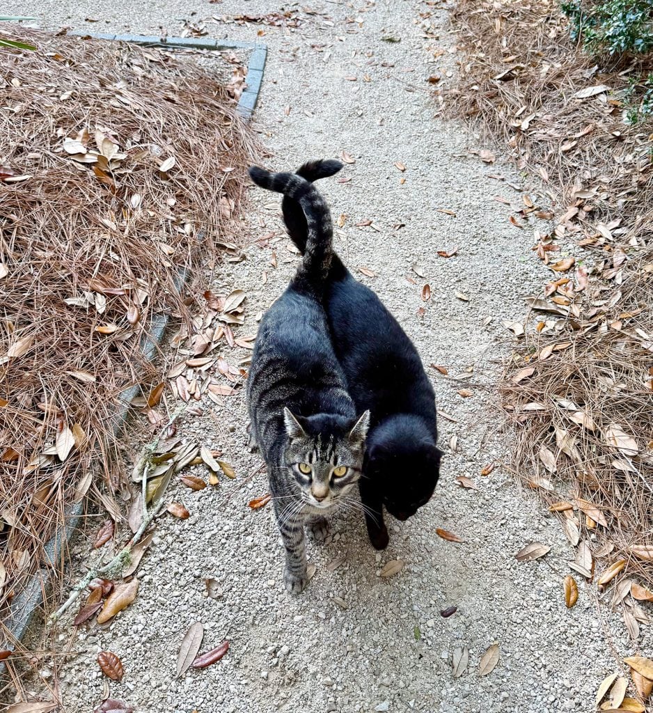 two-cats-walking-with-tails-entwined-938x1024-1 Two Boy Cats Walking With Tails Entwined