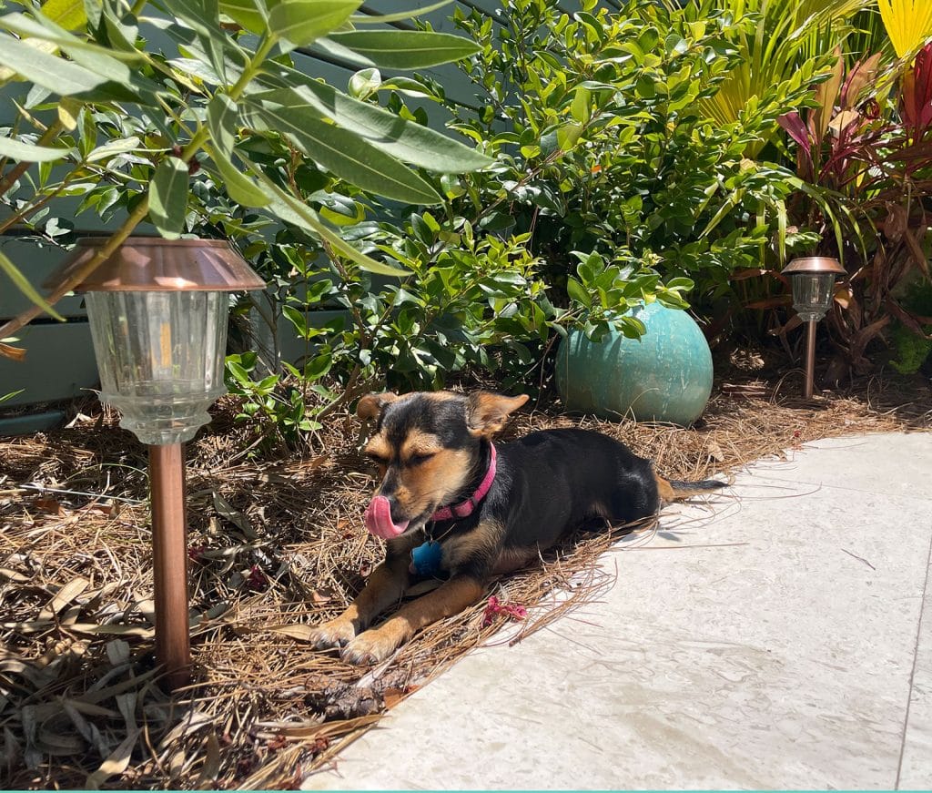 backyard-solar-lights-path-leds-penny-licking-1024x871-1 Brown Chihuahua Sitting Among Solar LED Patio Walkway Lights In Bushes