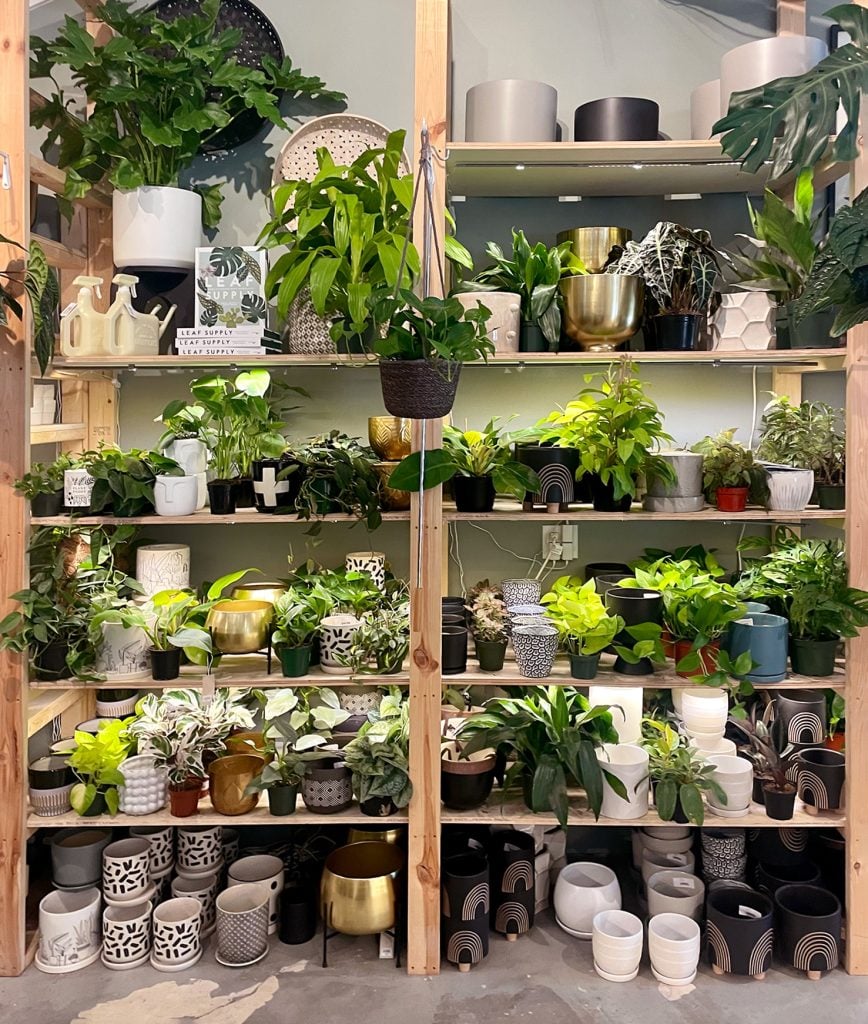 charleston-south-carolina-plant-house-wall-of-plants-868x1024-2 Shelves with Houseplants At Plant House In Mount Pleasant Charleston South Carolina