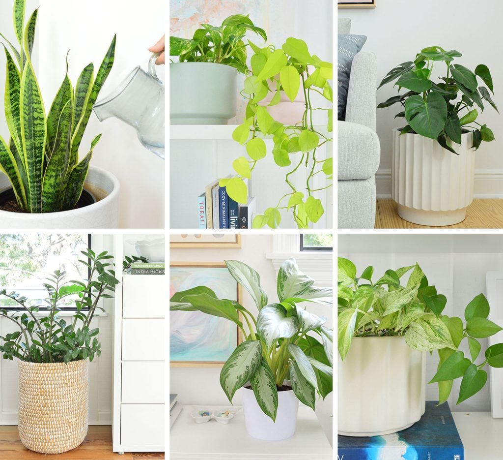 collage-of-plants-1024x935-5 Collage of House Plant Care Guides